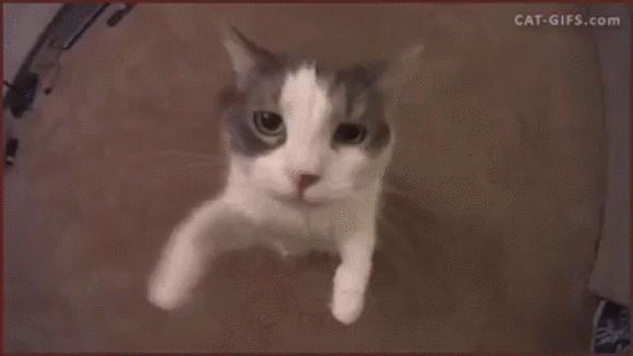 kitty1.gif