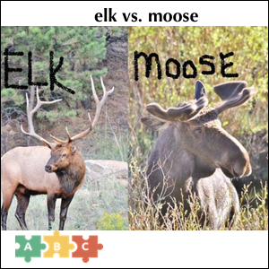 puzzle_elk_vs_moose