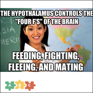 puzzle_hypothalamus