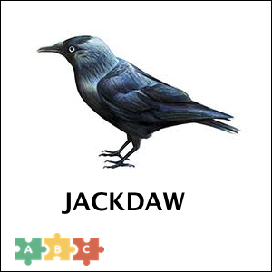 puzzle_jackdaw
