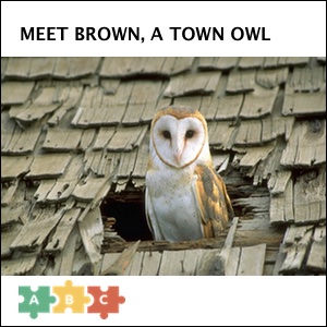puzzle_town_owl